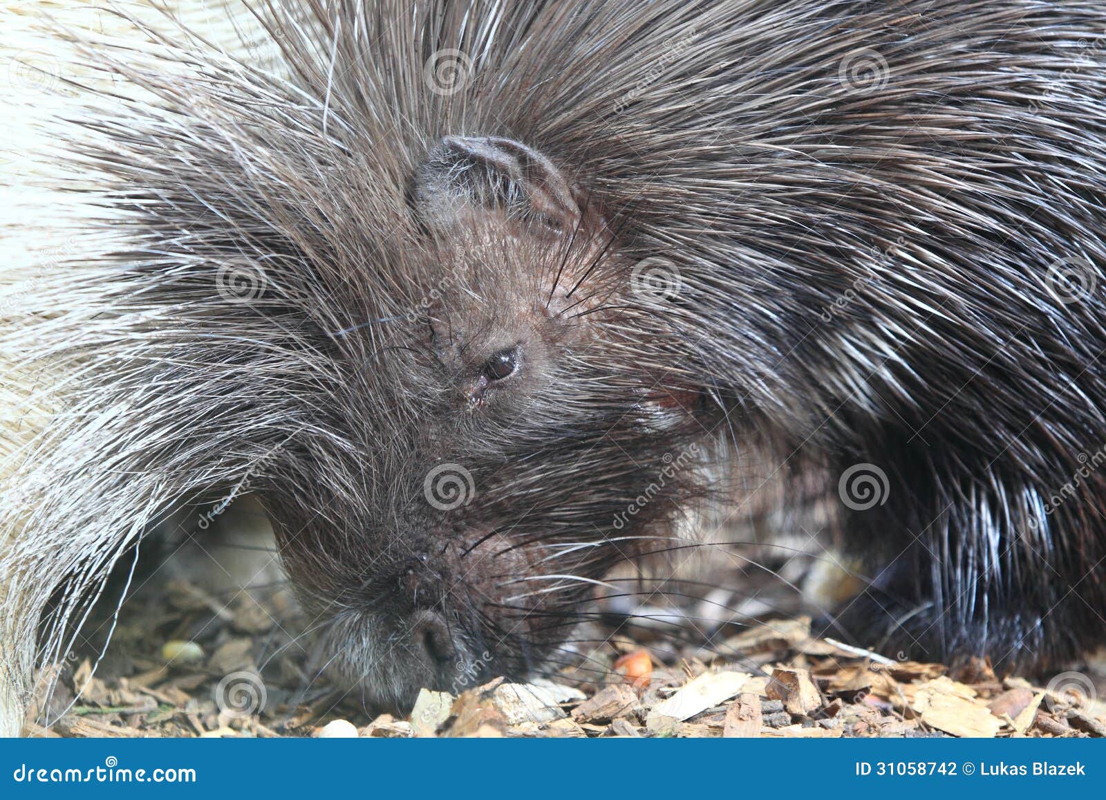 african crested porcupine