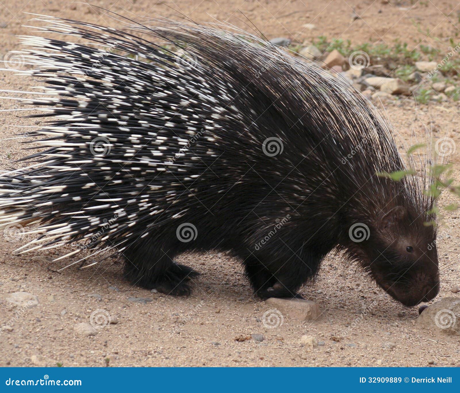 an african crested porcupine, hystrix cristata