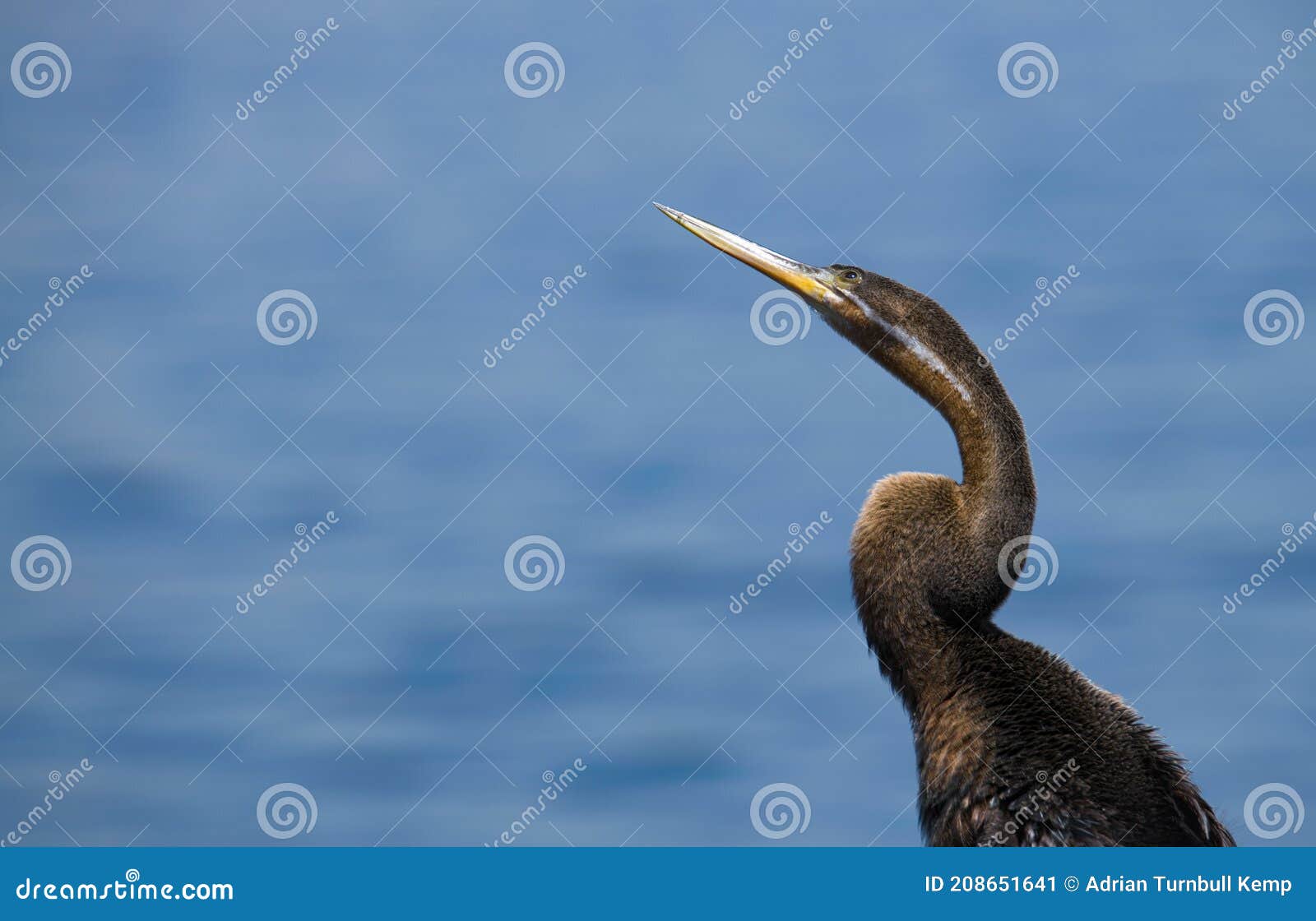 juvenile african darter (anhinga rufa) displaying its snake-like neck  marievale nature reserve  gauteng  south africa.