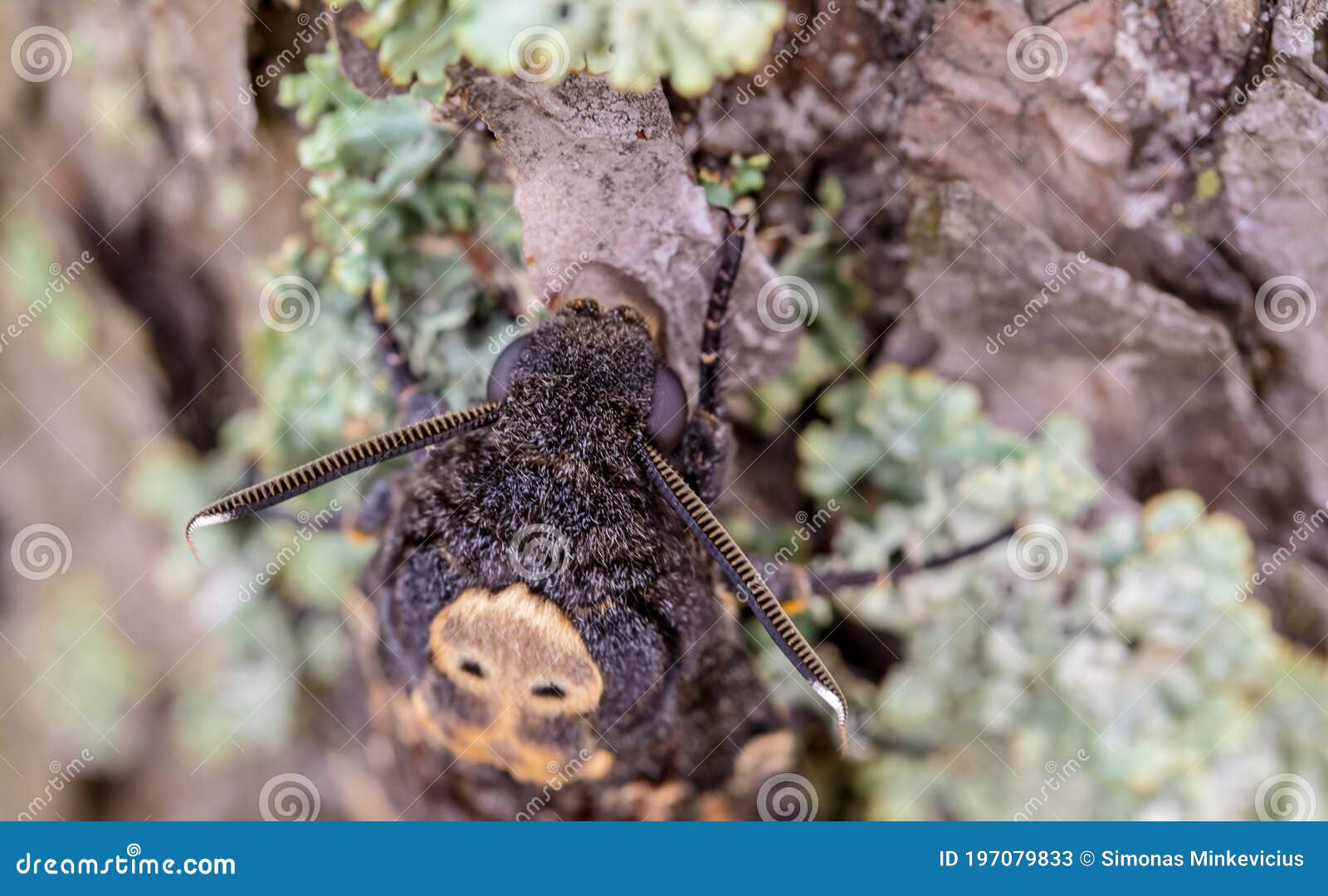 the african death`s-head hawkmoth - acherontia atropos