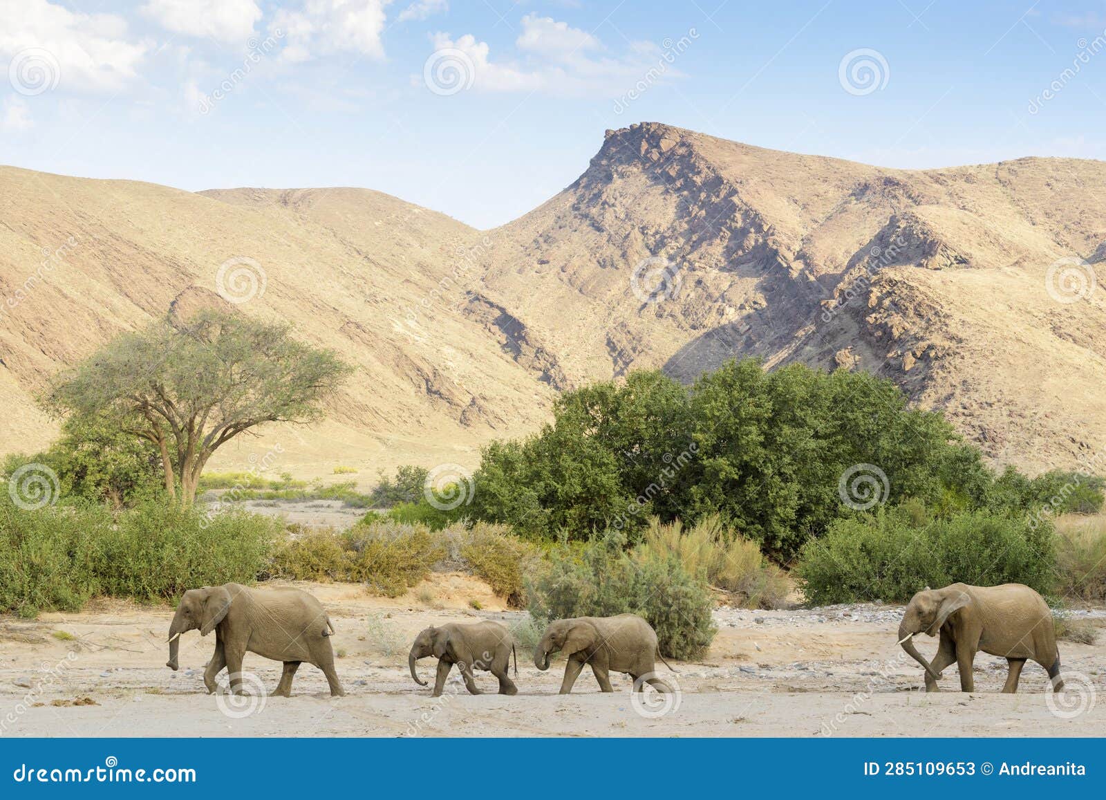 african desert-adapted elephant herd walking in dry riverbed