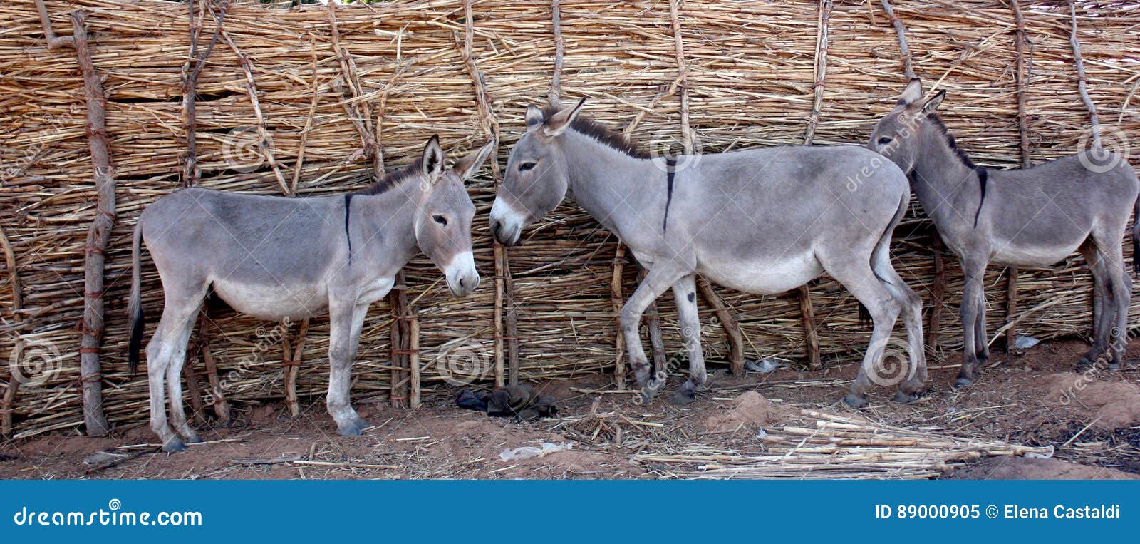 African donkeys stock image. Image of africa, cute, field 89000905