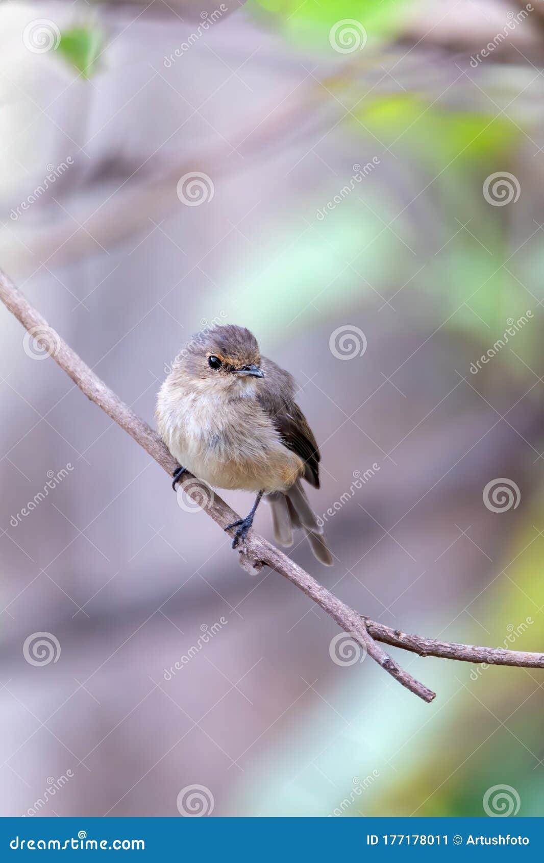 Cape Genet Stock Photos - Free & Royalty-Free Stock Photos Cape Genet Stock Photos - Free & Royalty-Free Stock Photos
