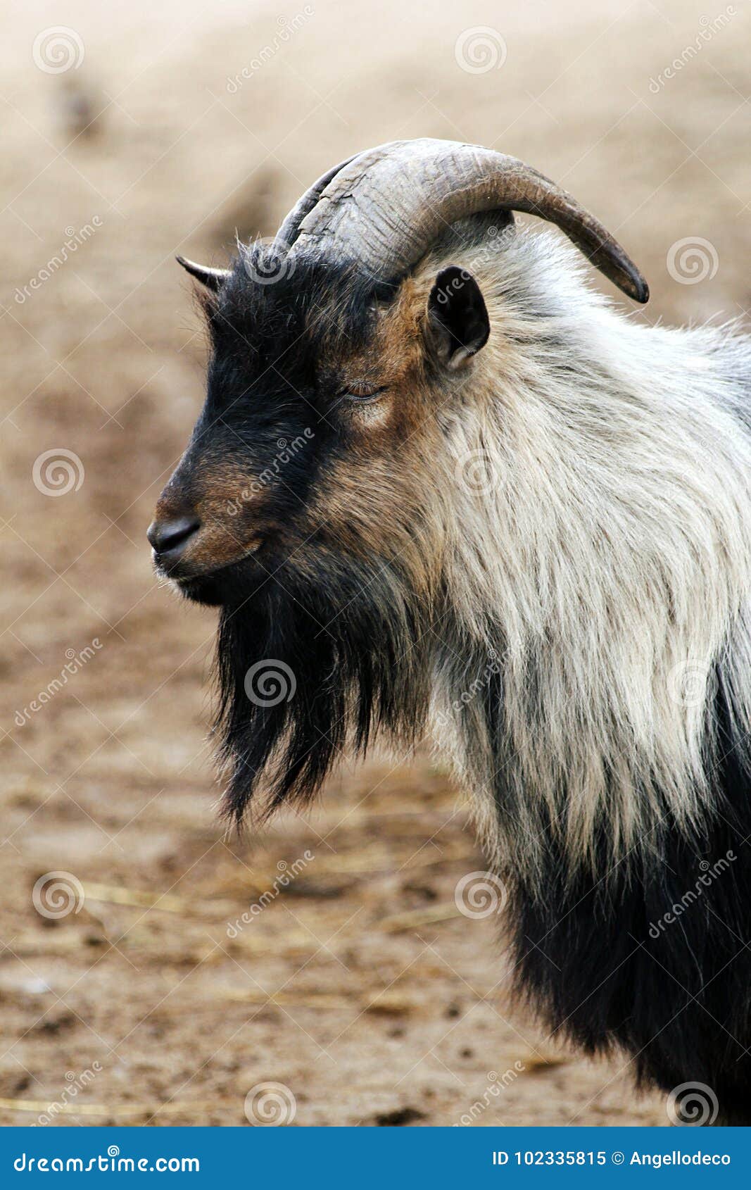 african dwarf goat. capra aegagrus hircus