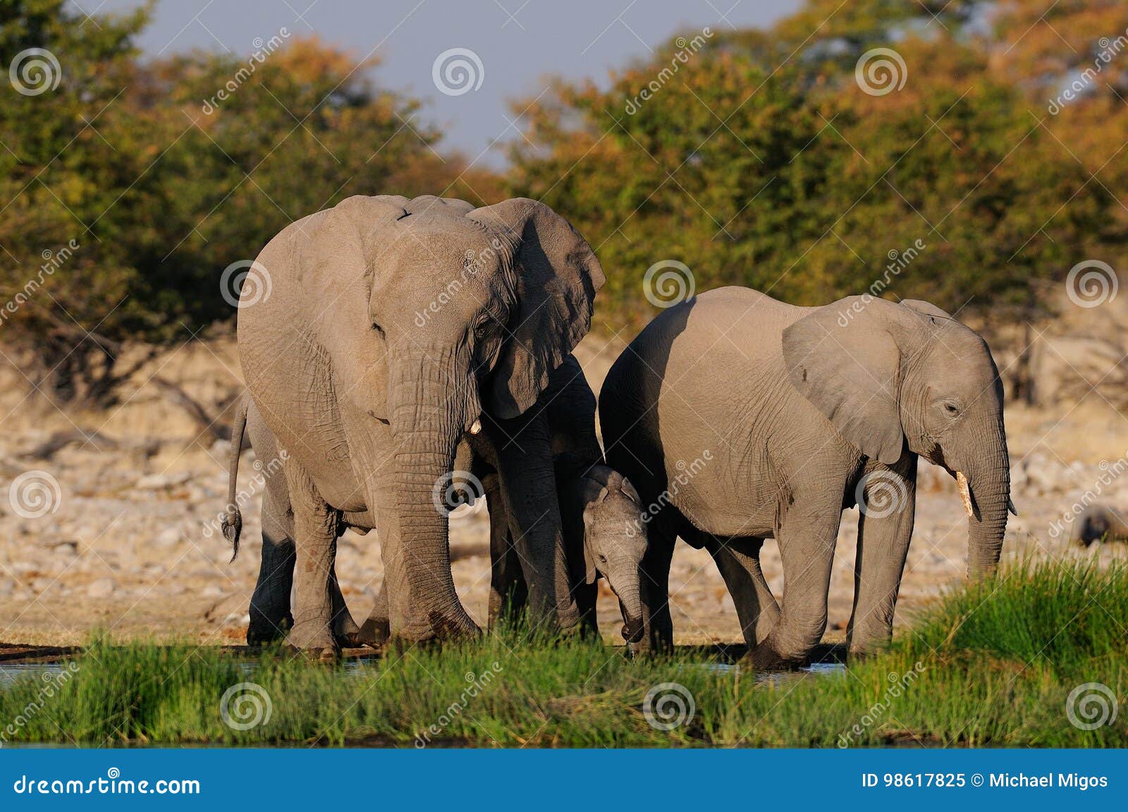african elefant herd on a waterhole, etosha nationalpark, namibia