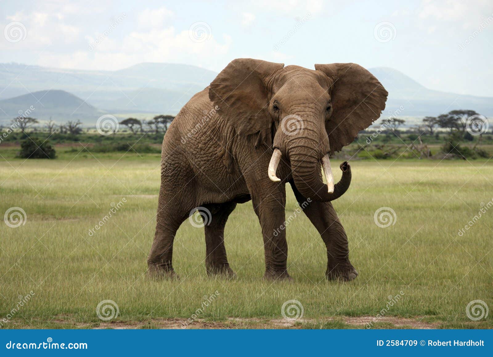 african elephant amboseli