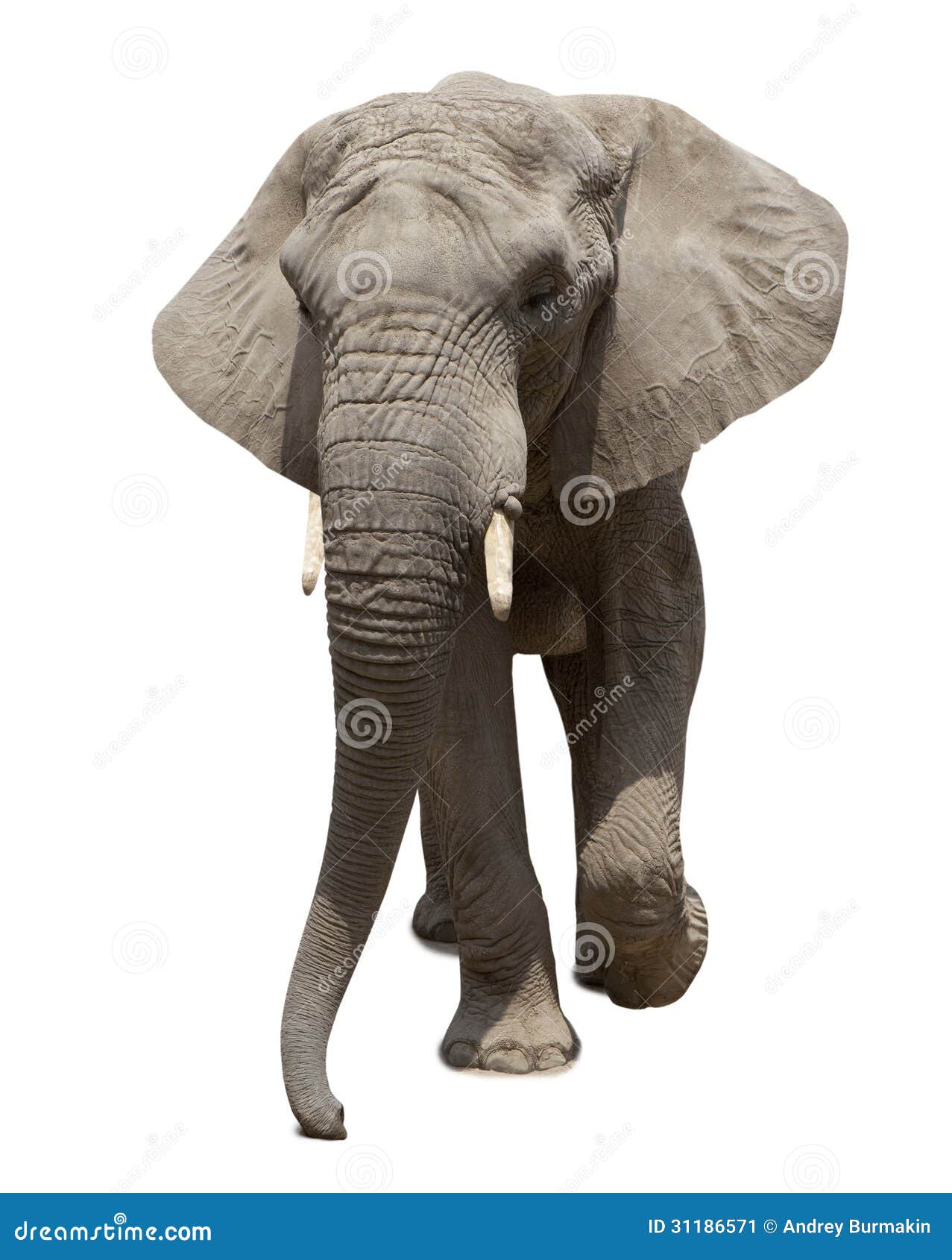 elephant clipart front view - photo #28