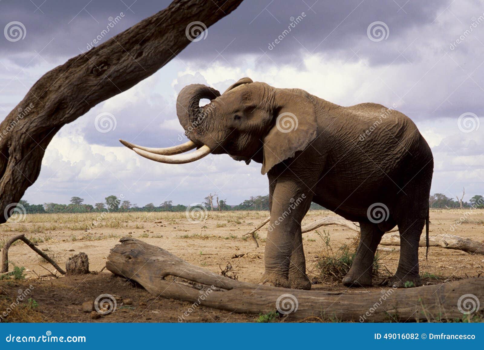 african elephant