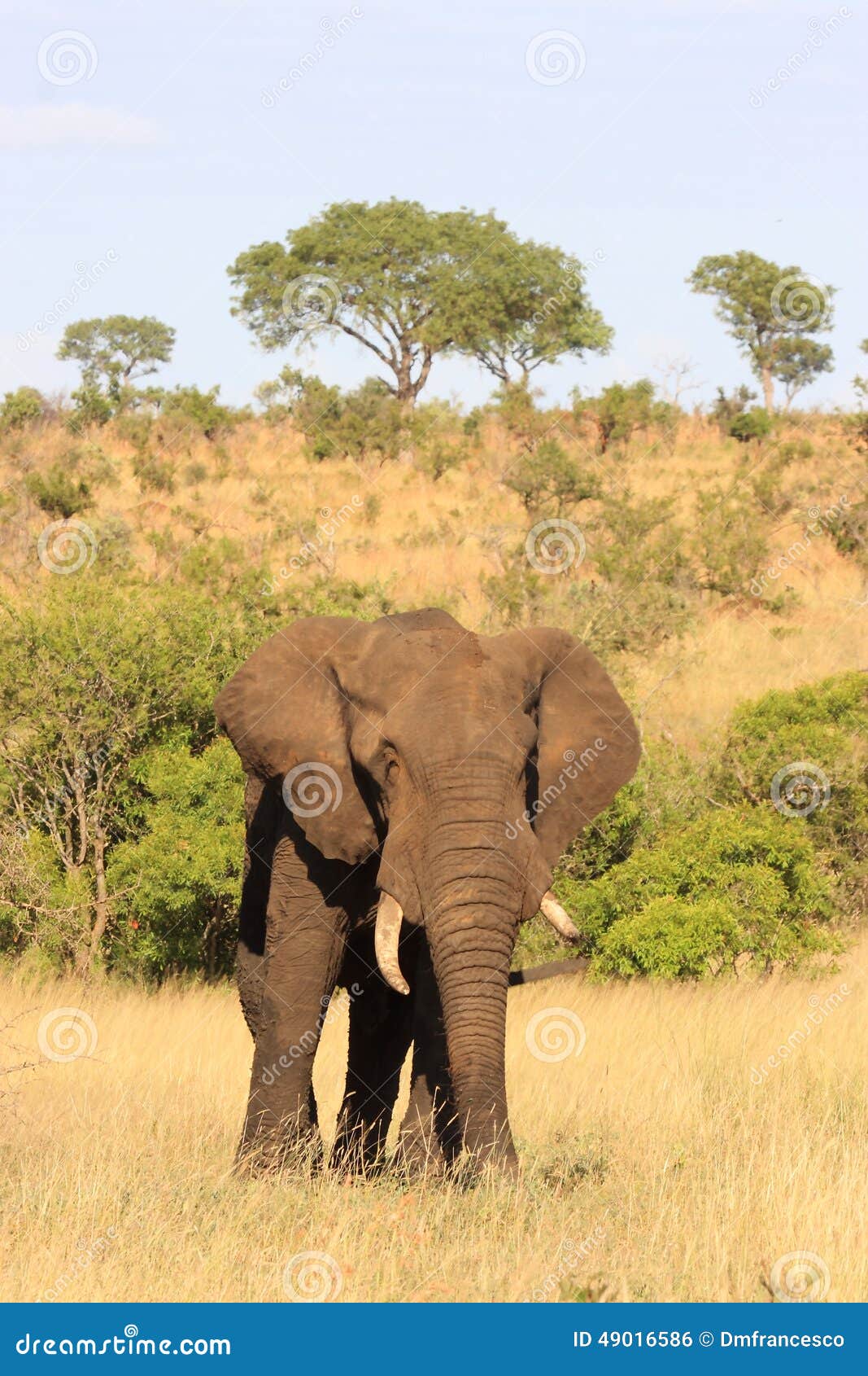 african elephant