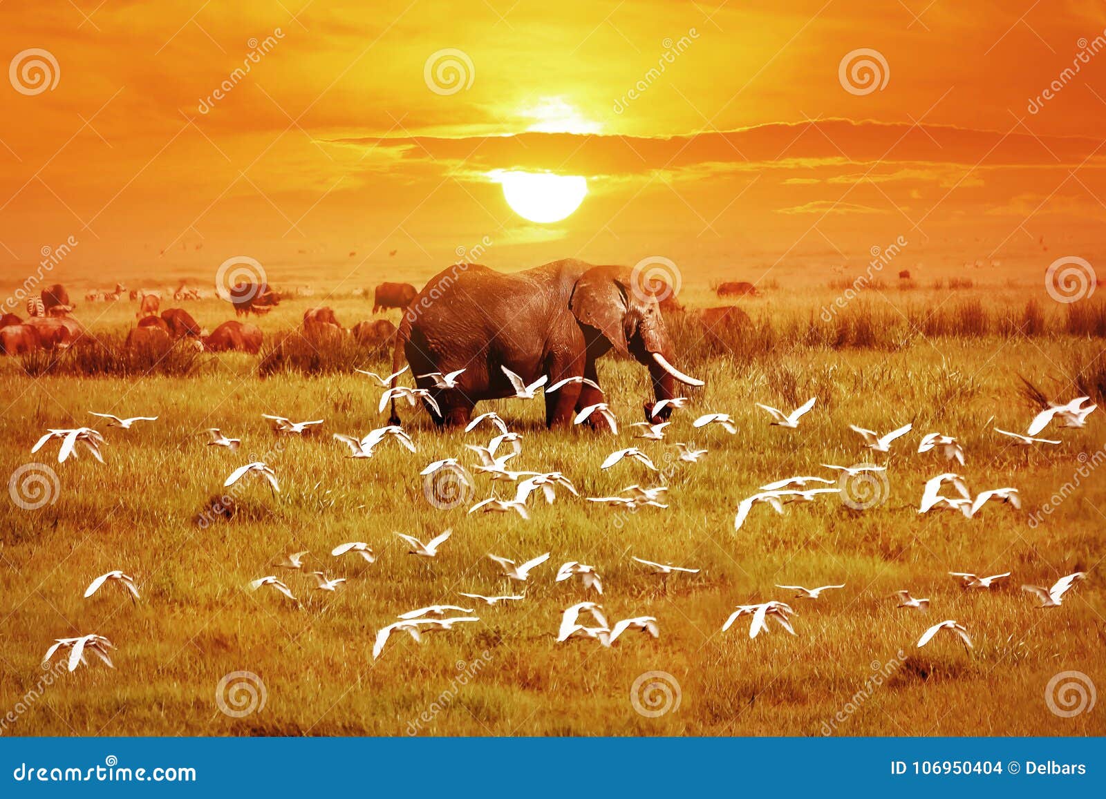 african elephant and birds at sunset. africa. tanzania