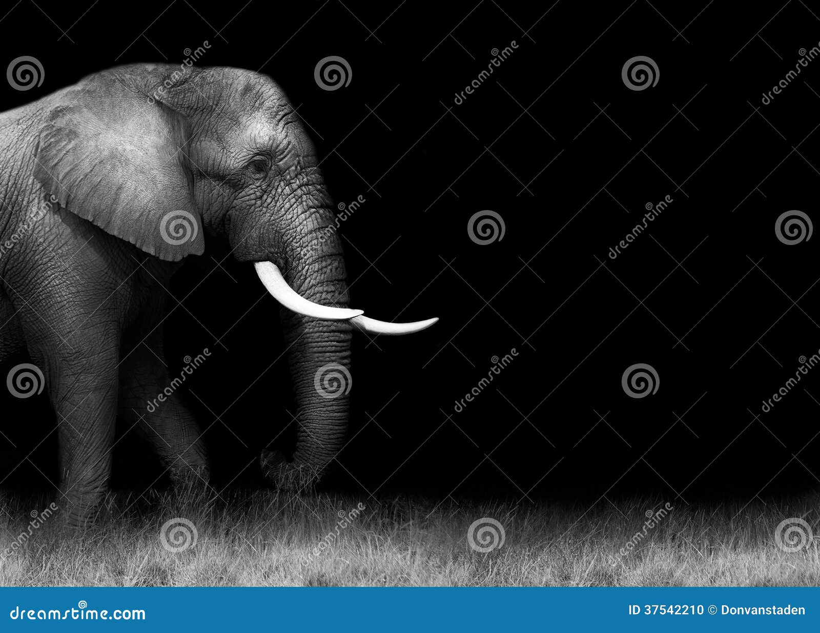 African Elephant in Black and White Stock Photo Image of animal