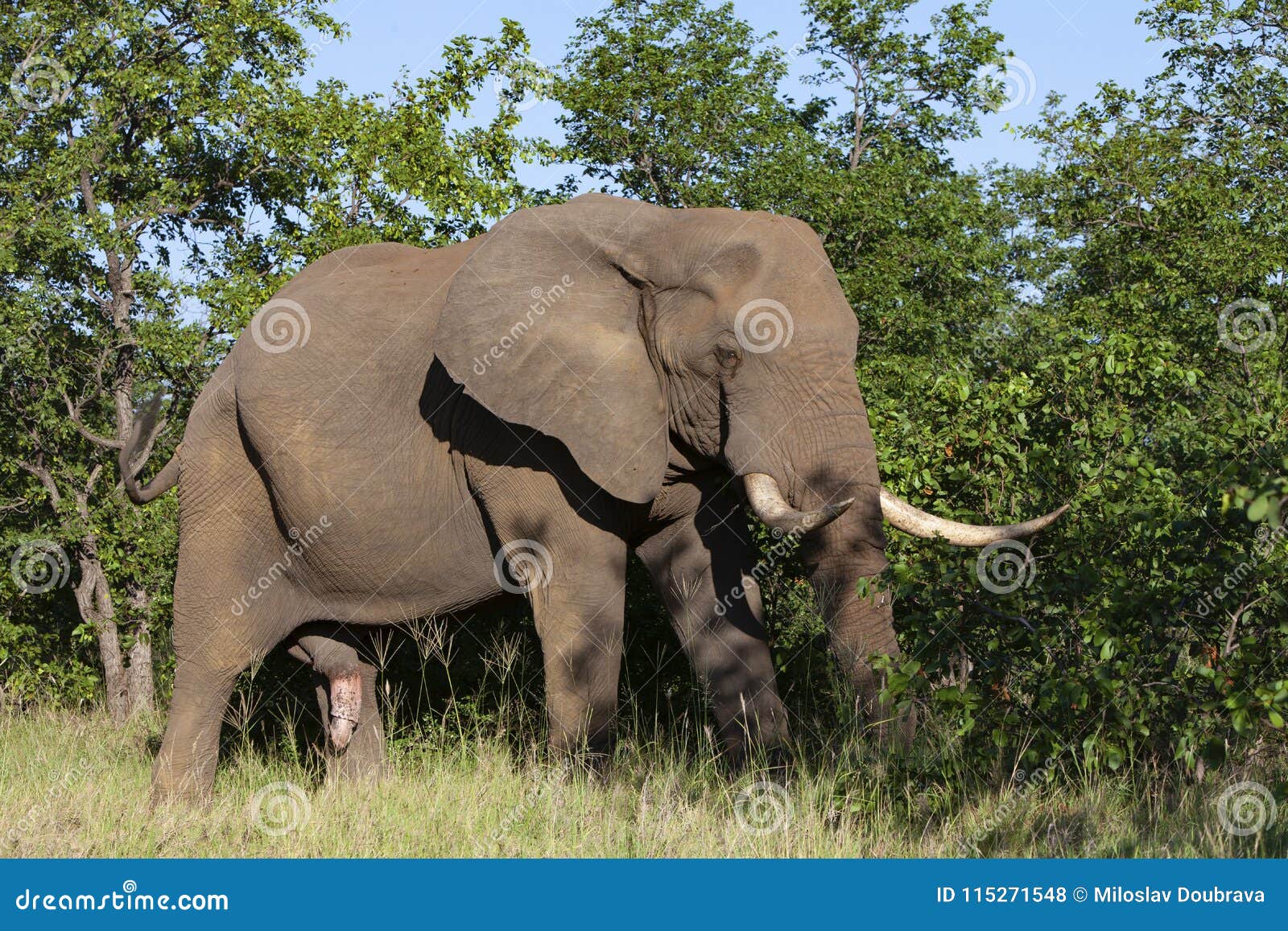 Elephant Penis Stock Photos - Free & Royalty-Free Stock Photos from  Dreamstime
