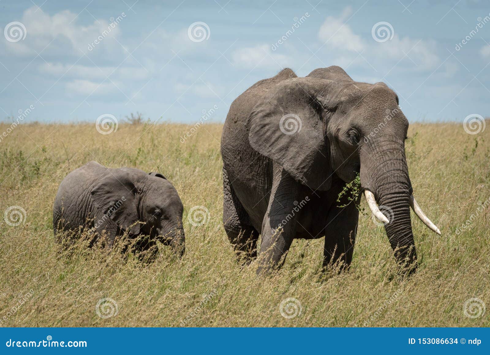 African Elephant and Calf Feed in Grass Stock Photo Image of grass