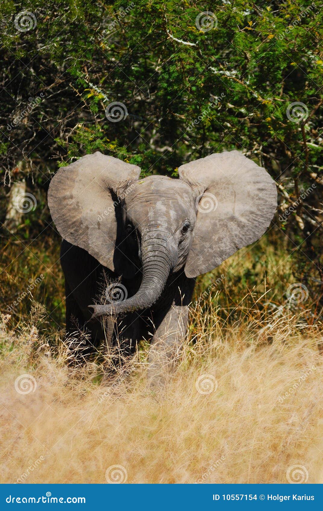 African Elephant Cub (Loxodonta Africana) Stock Photo Image of