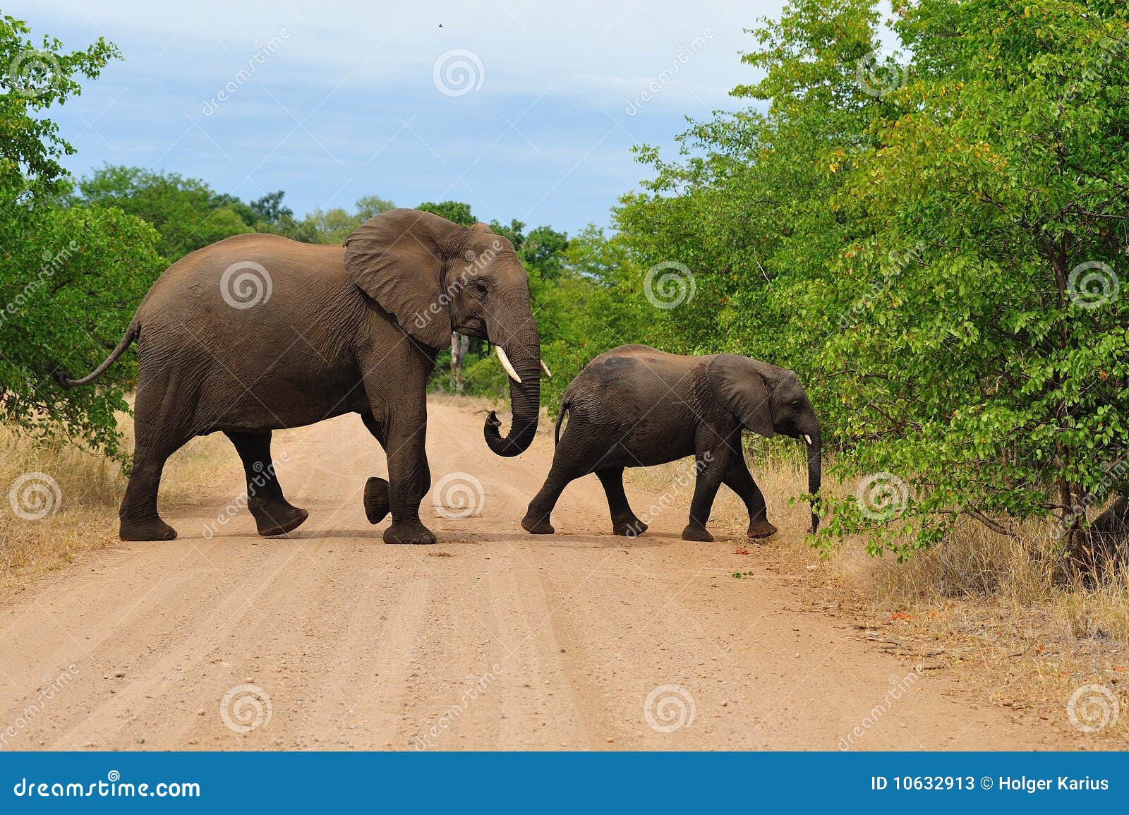african elephant with cub (loxodonta africana)