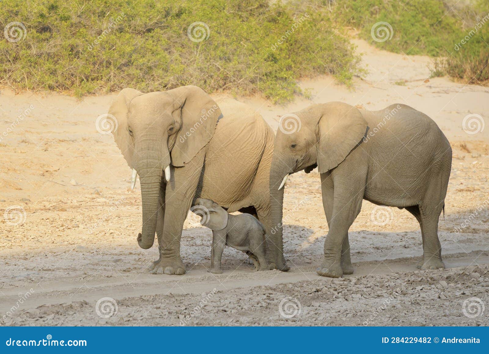 african elephant, desert-adapted, tiny calf drinking