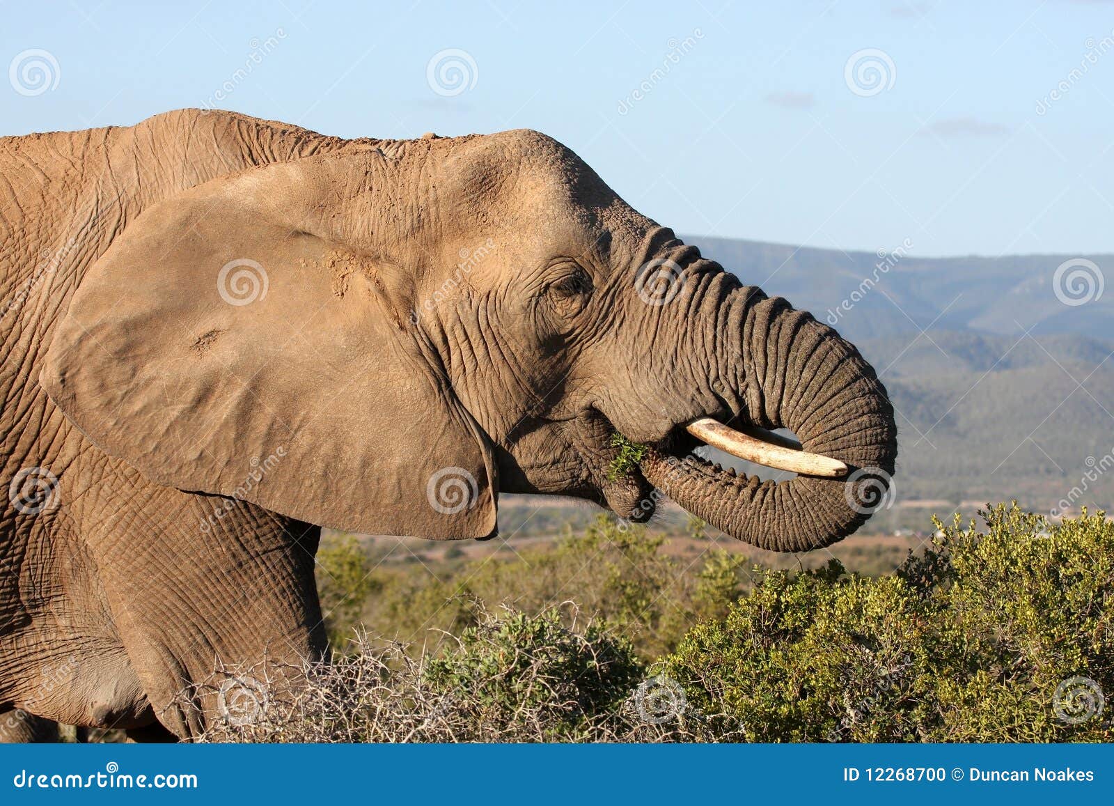 African Elephant Eating stock photo. Image of grazing 12268700