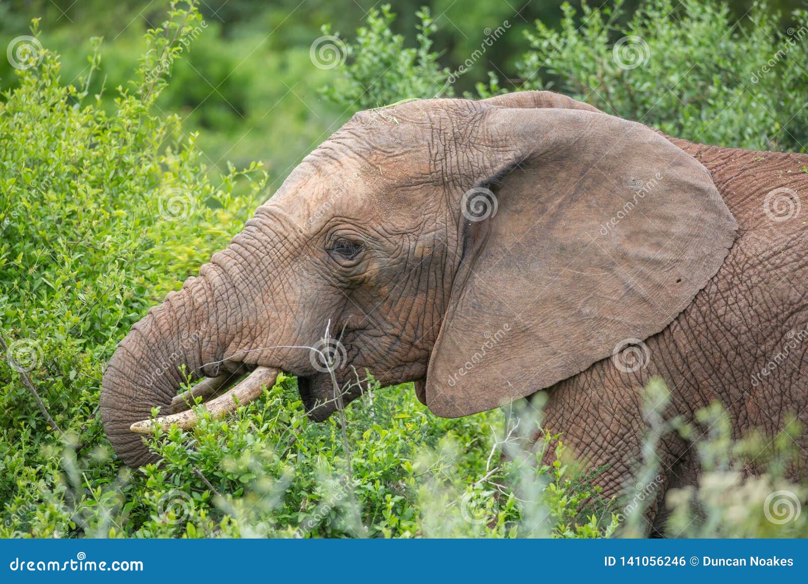 African Elephant Eating Leaves Stock Photo Image of africana, african