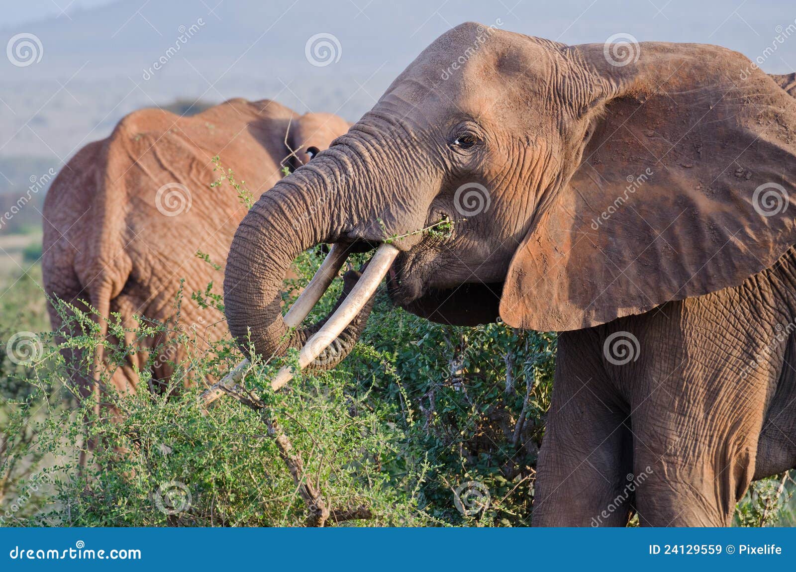 African elephant eats stock image. Image of herbivore 24129559