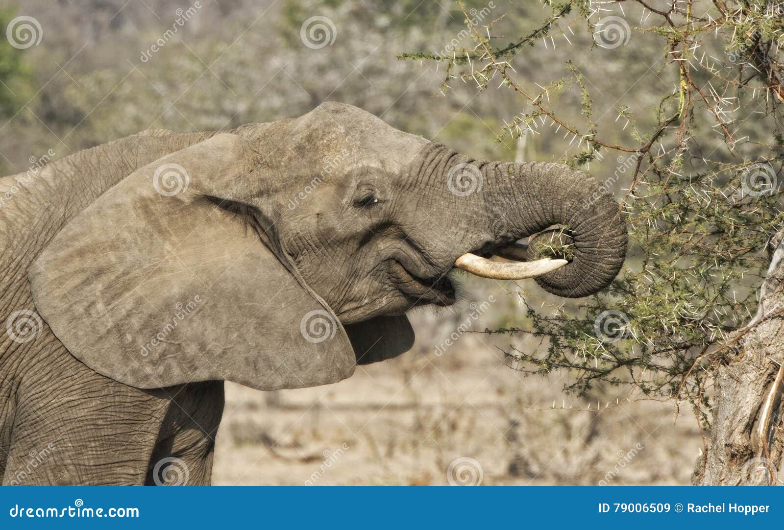 African Elephant Eats Branches from an Acacia Tree Stock Image Image