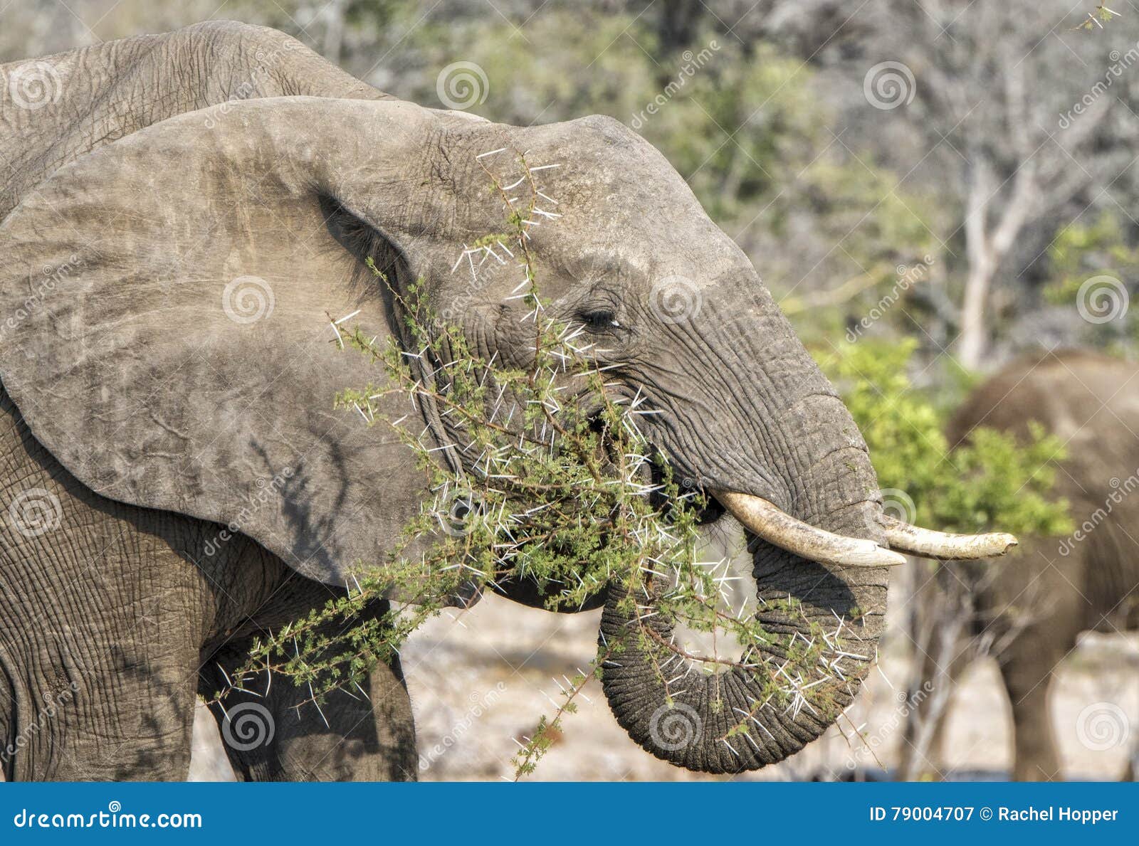 African Elephant Eats Branches from an Acacia Tree Stock Image Image
