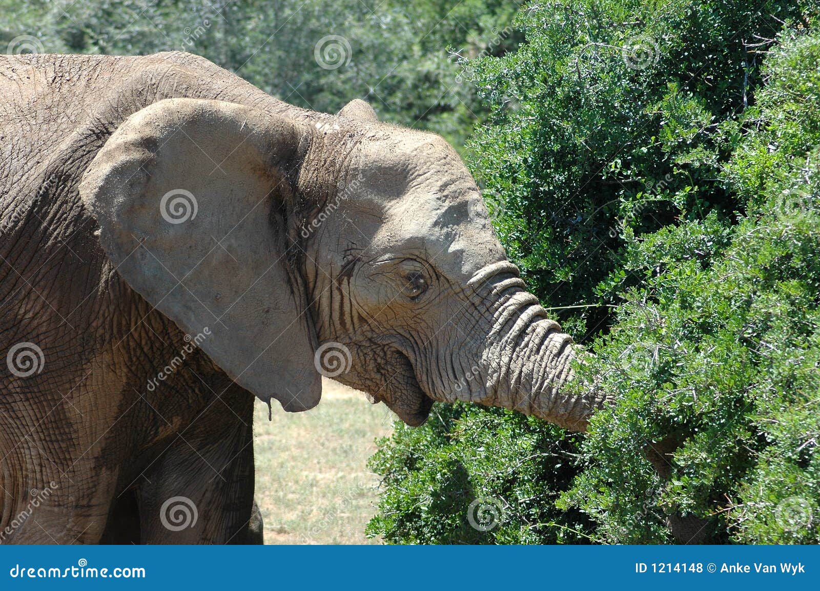 Elephant Feeding Time At Pinnawala Elephant Orphanage, Sabaragamuwa