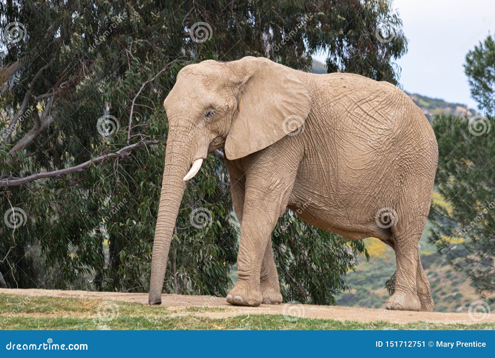 African Elephant, Female Walking, Trees in Background, Large Ears, Calm  Peaceful Powerful Animal Editorial Photo - Image of nature, daytime:  151712751