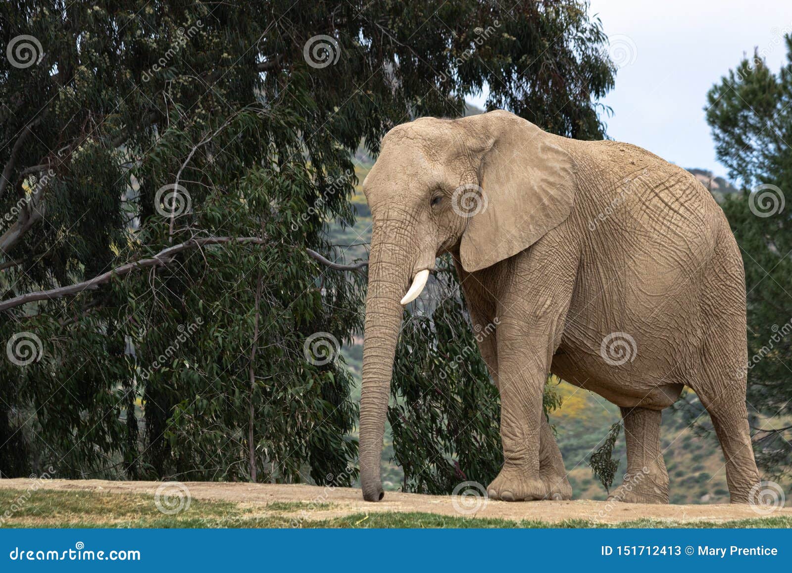 African Elephant, Female Walking, Trees in Background, Large Ears, Calm Peaceful Powerful Animal Editorial Stock Photo - Image of africa, portrait: 151712413 African Elephant, Female Walking, Trees in Background, Large Ears, Calm Peaceful Powerful Animal Editorial Stock Photo - Image of africa, portrait: 151712413