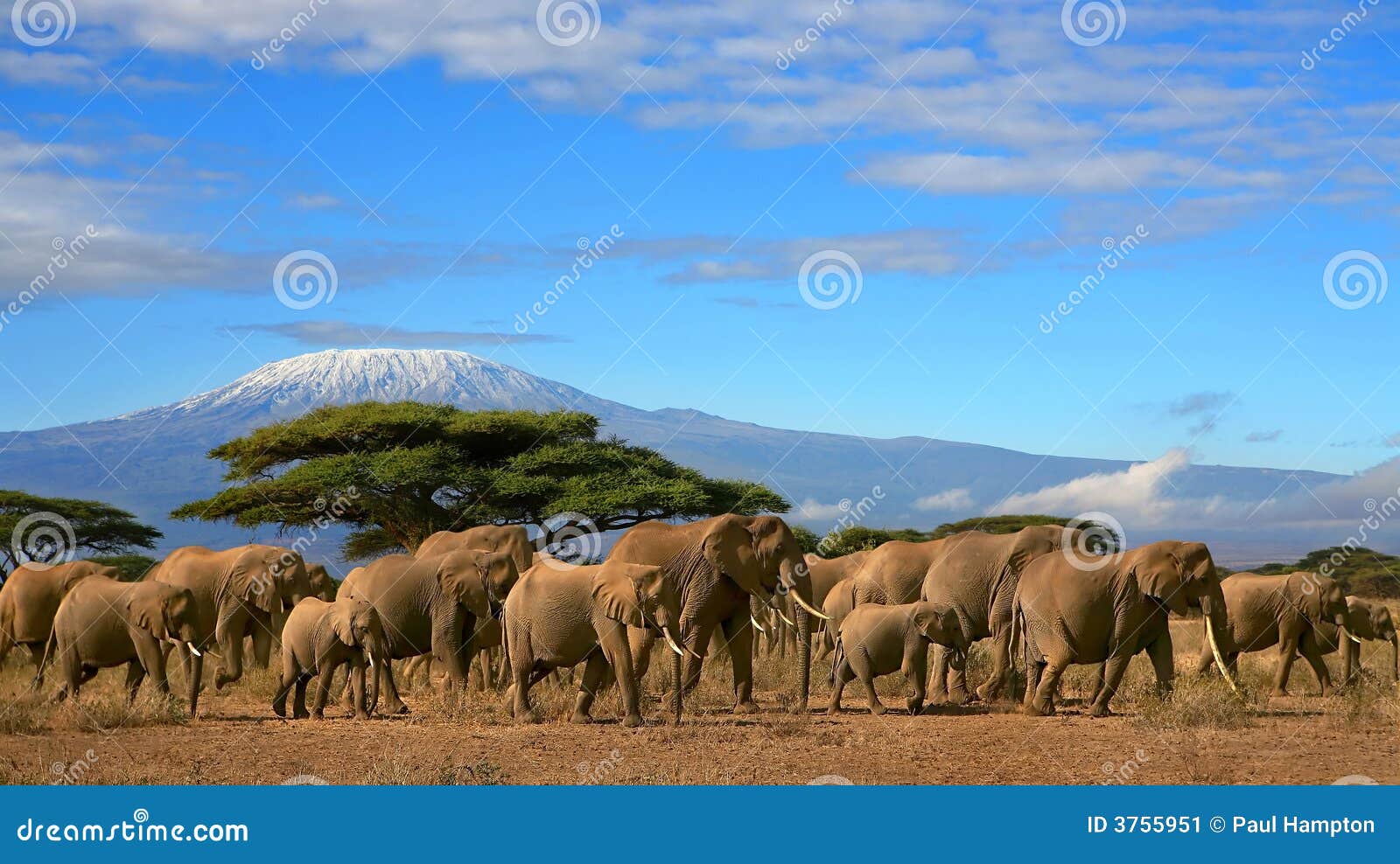 african elephant herd kilimanjaro mountain tanzania