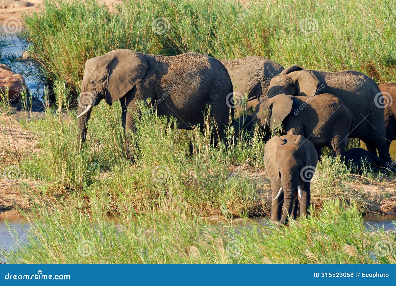 herd of african elephants in natural habitat, kruger national park, south africa
