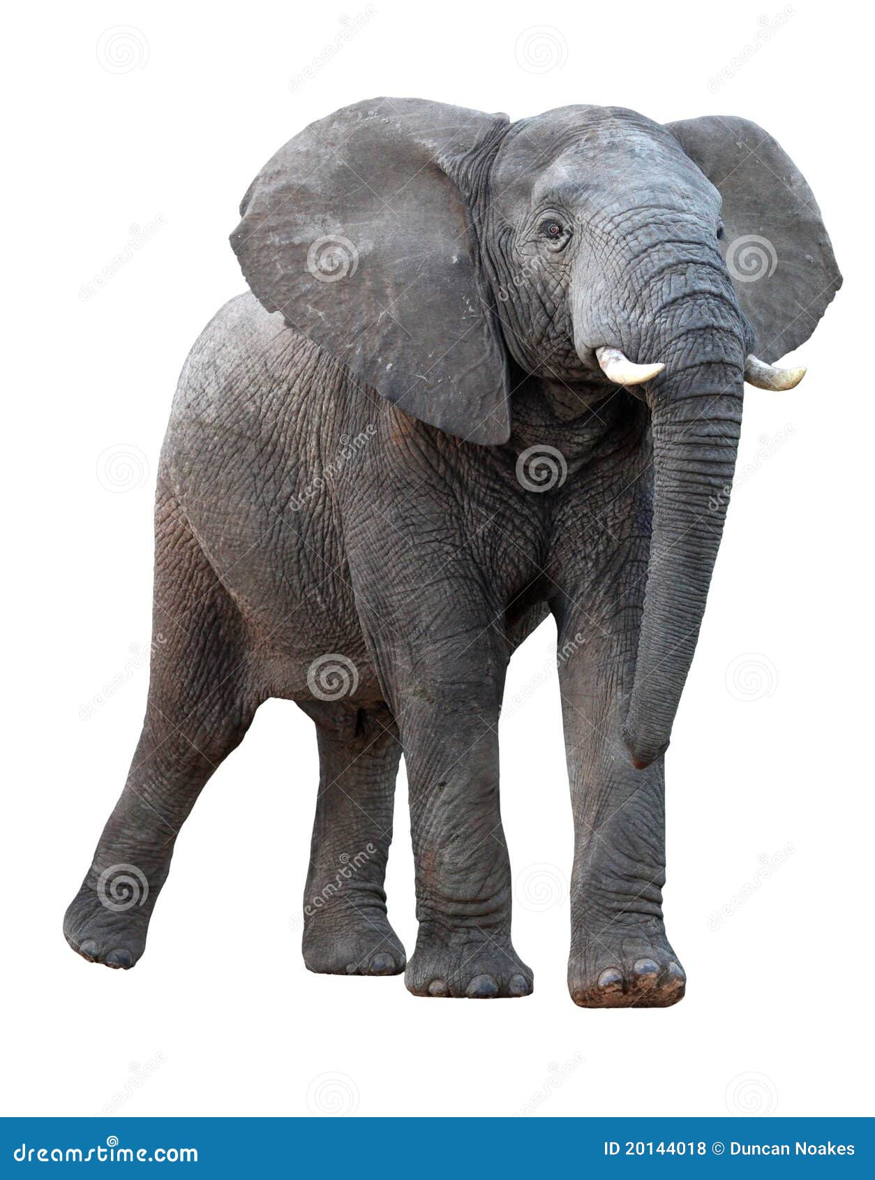 african elephant - 