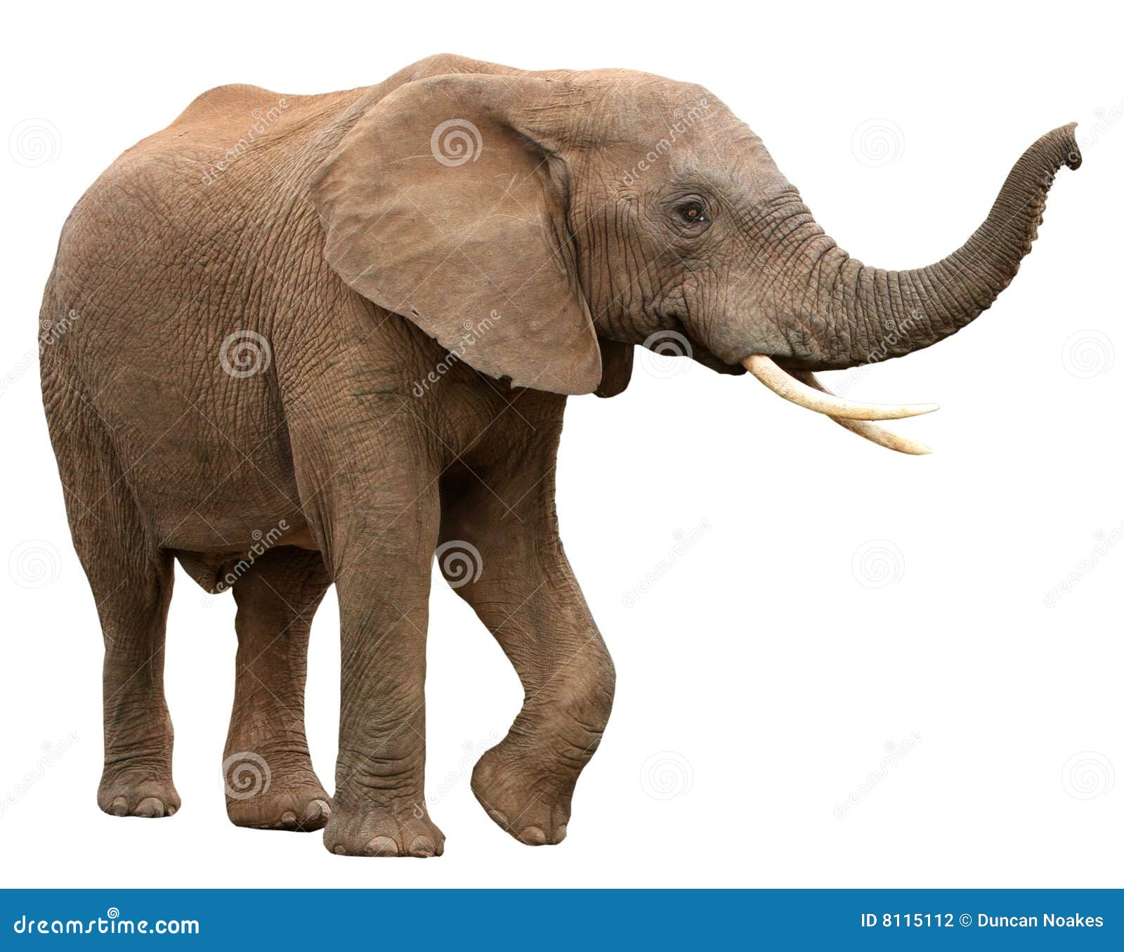 african elephant  on white