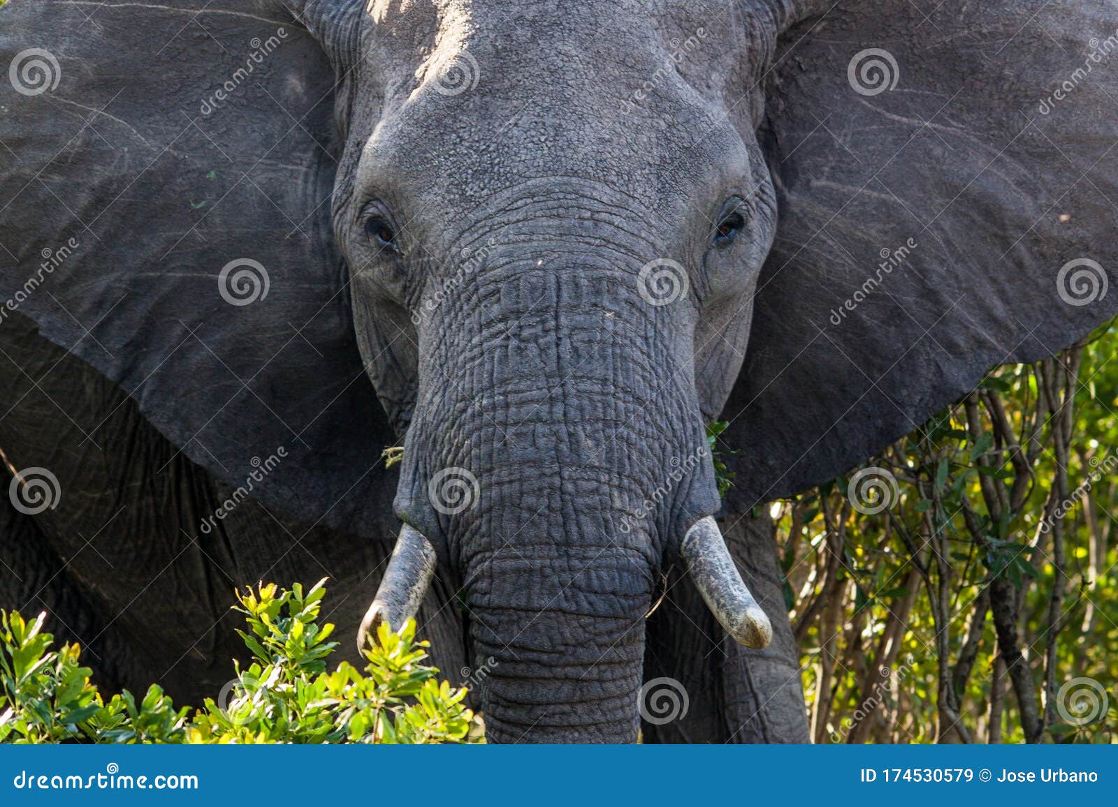 african elephant in kenia, elefante africano, safari, africa, wild animal, wild life, wild nature,