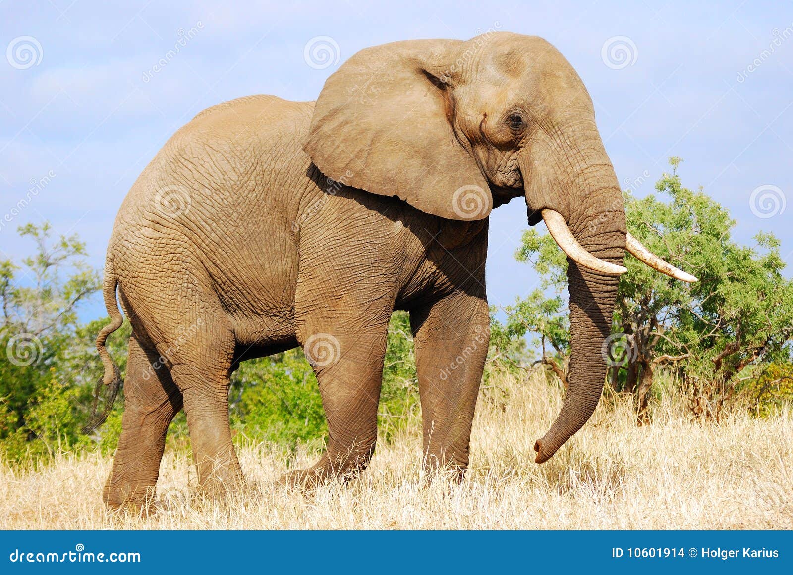 african elephant (loxodonta africana)