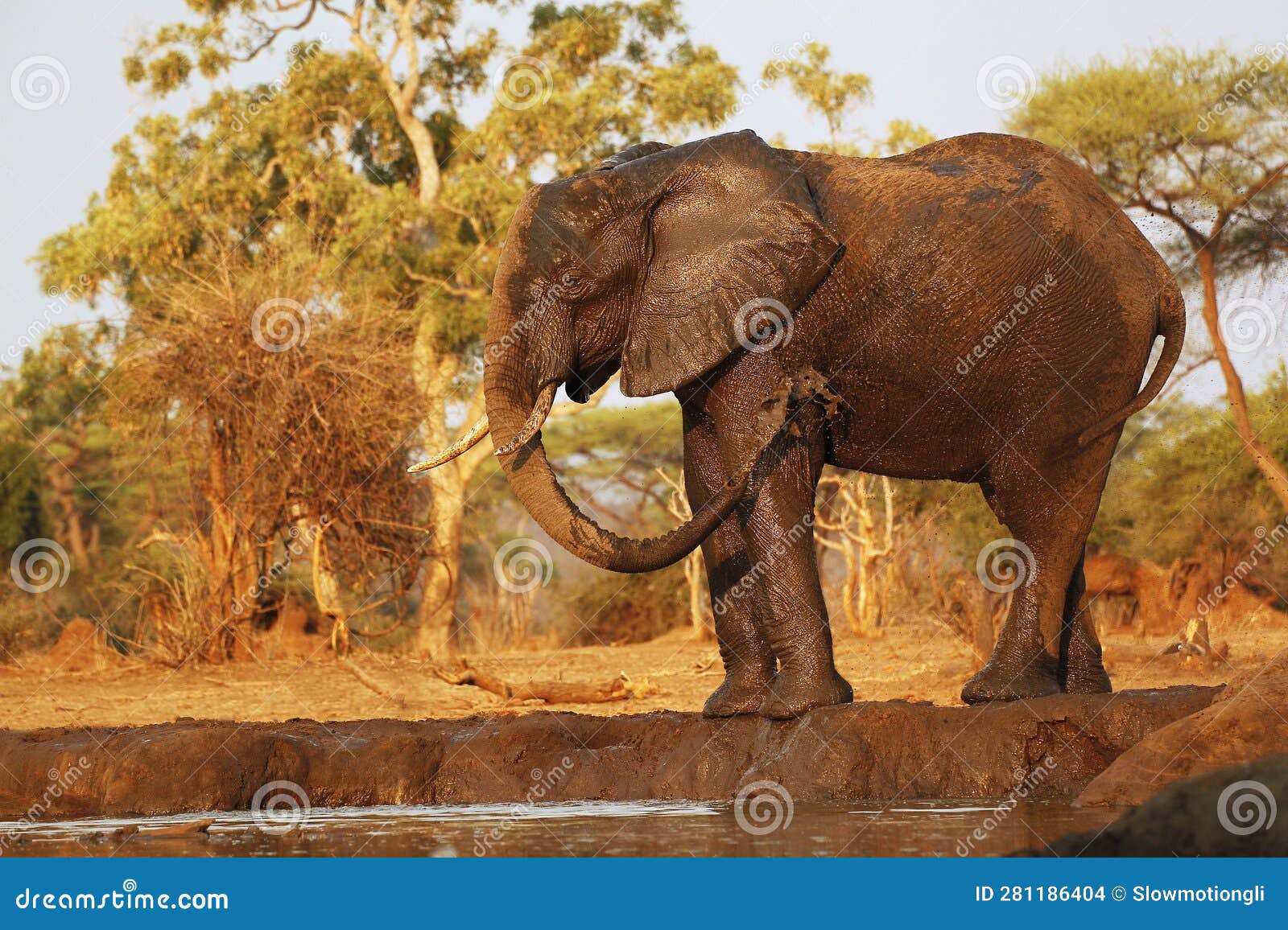 african elephant, loxodonta africana, adult spraying water, watherhole near chobe river, botswana