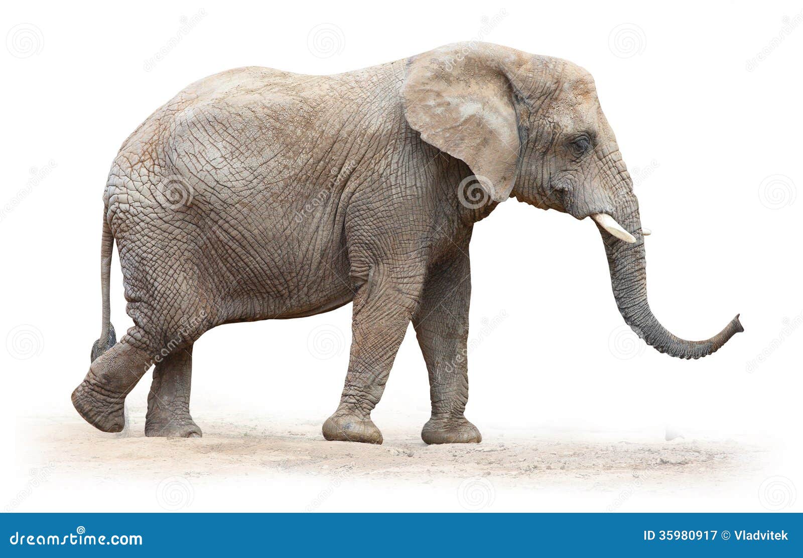 african elephant.