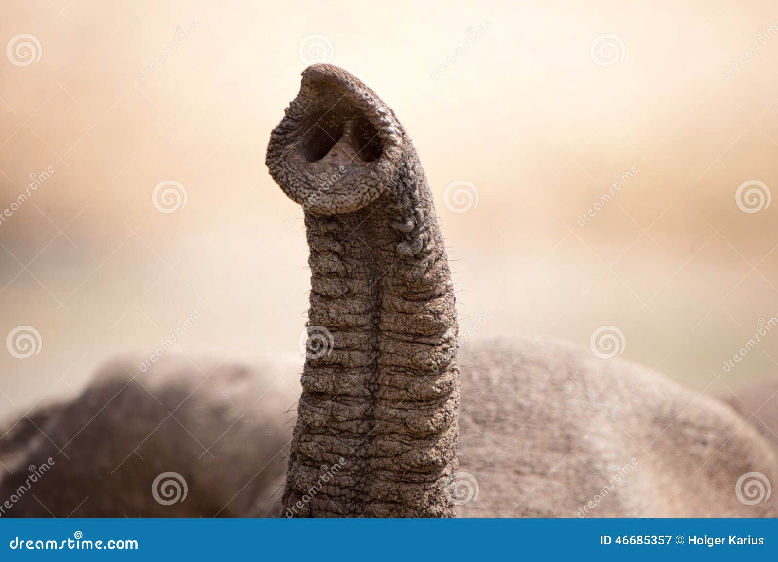 african elephant (loxodonta africana)