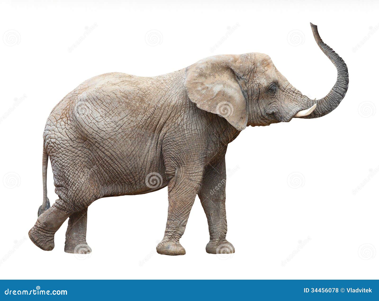 african elephant (loxodonta africana).