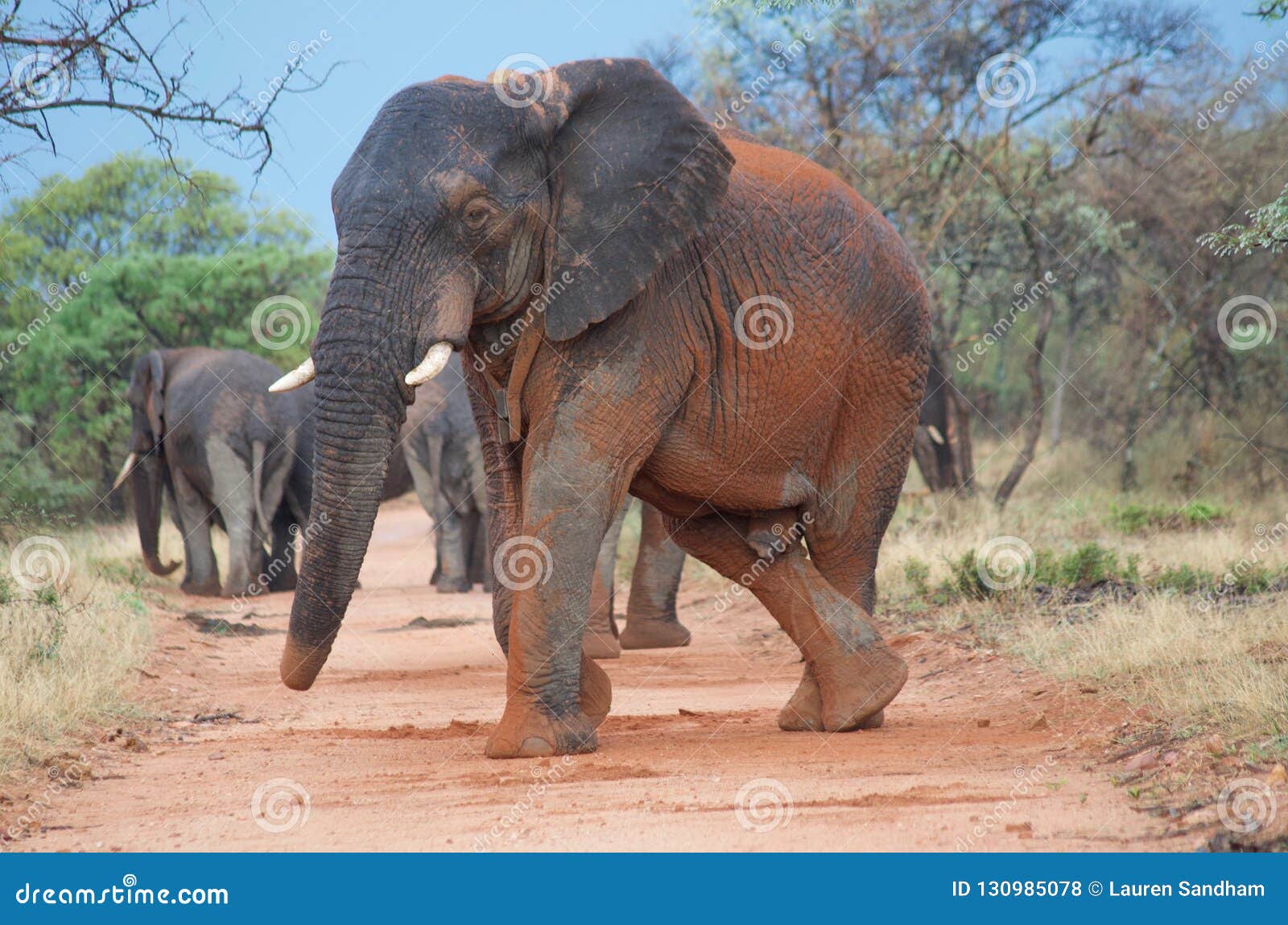 Mabula Elephant
