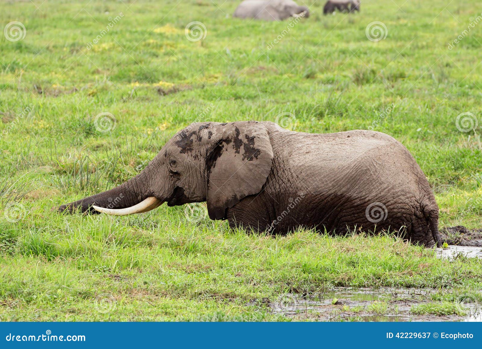 african elephant in marshland