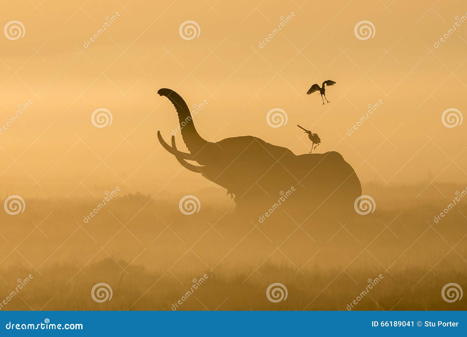 african elephant in the morning mist at sunrise in amboseli, ken