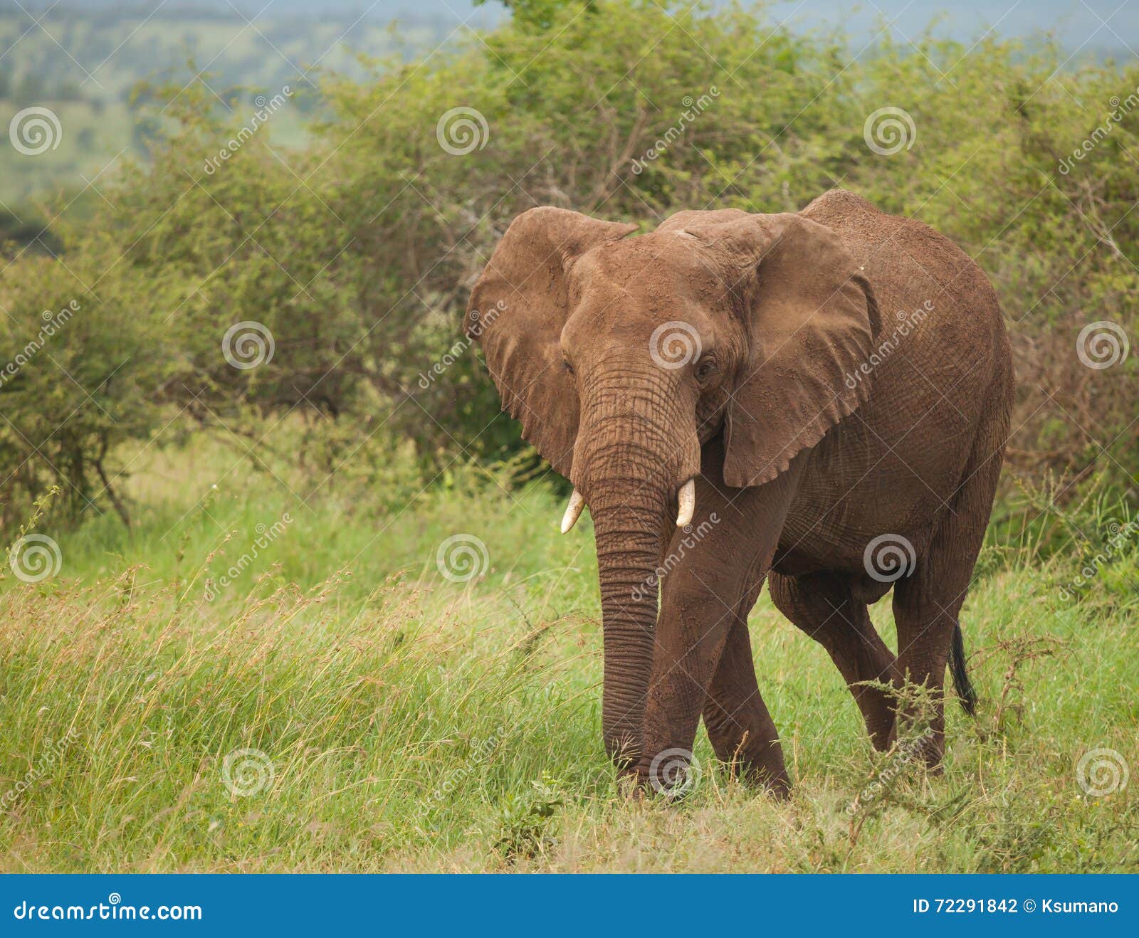 13,354 Terrestrial Animal Stock Photos - Free & Royalty-Free Stock Photos from Dreamstime 13,354 Terrestrial Animal Stock Photos - Free & Royalty-Free Stock Photos from Dreamstime