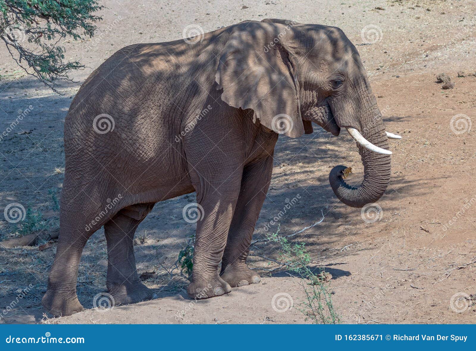 African Elephant Shelters Under a Tree Stock Image Image of animal