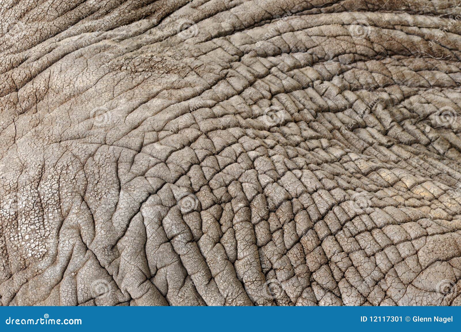 African elephant skin stock image. Image of texture, african 12117301