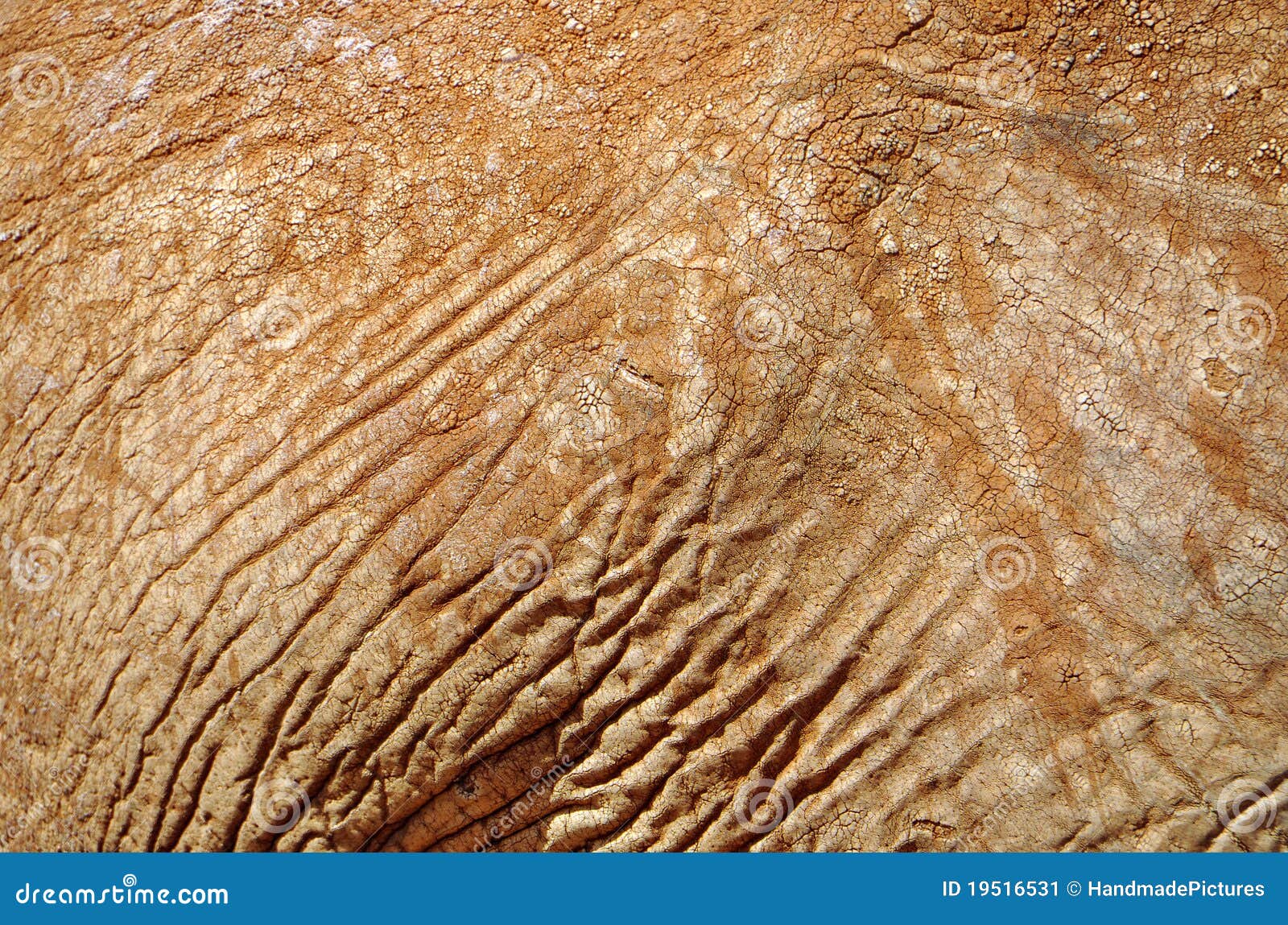 African elephant skin stock image. Image of africa, background 19516531