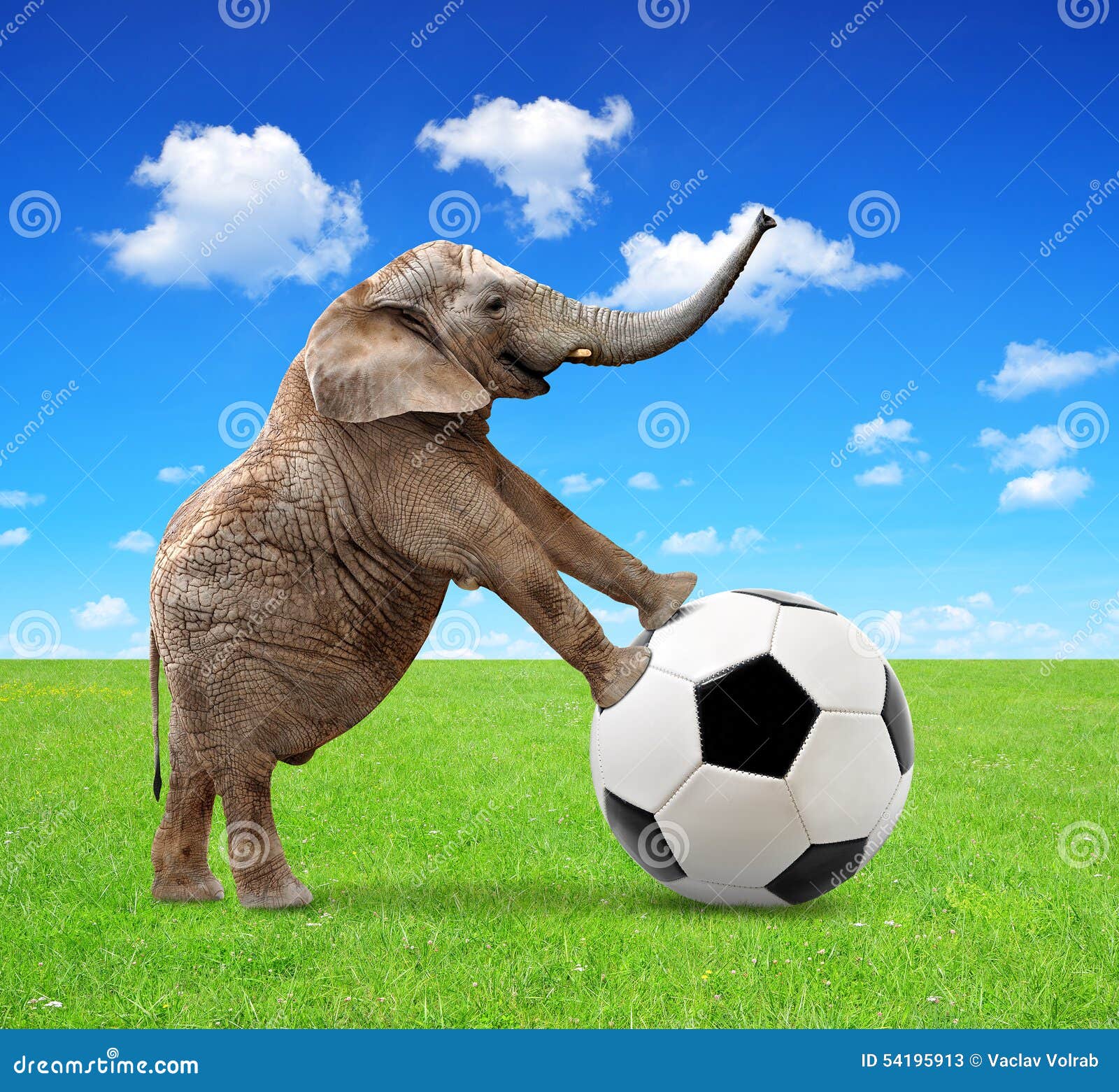African Elephant with Soccer Ball Stock Image Image of profile