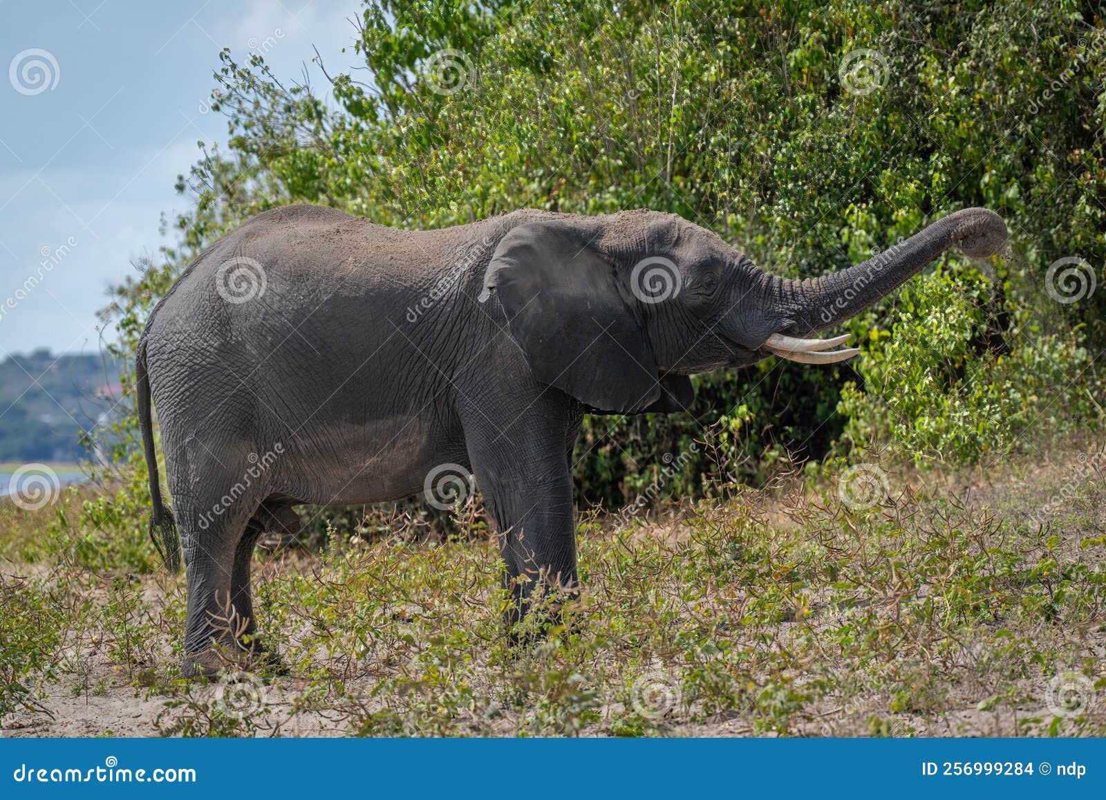 African Elephant Standing on Riverbank Throwing Sand Stock Photo