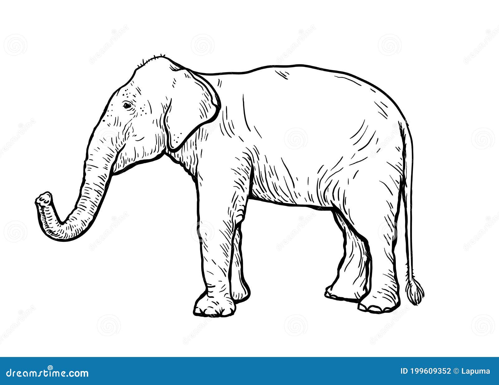 Elephant Trunk Up Sketch Stock Illustrations – 61 Elephant Trunk Up Sketch  Stock Illustrations, Vectors & Clipart - Dreamstime