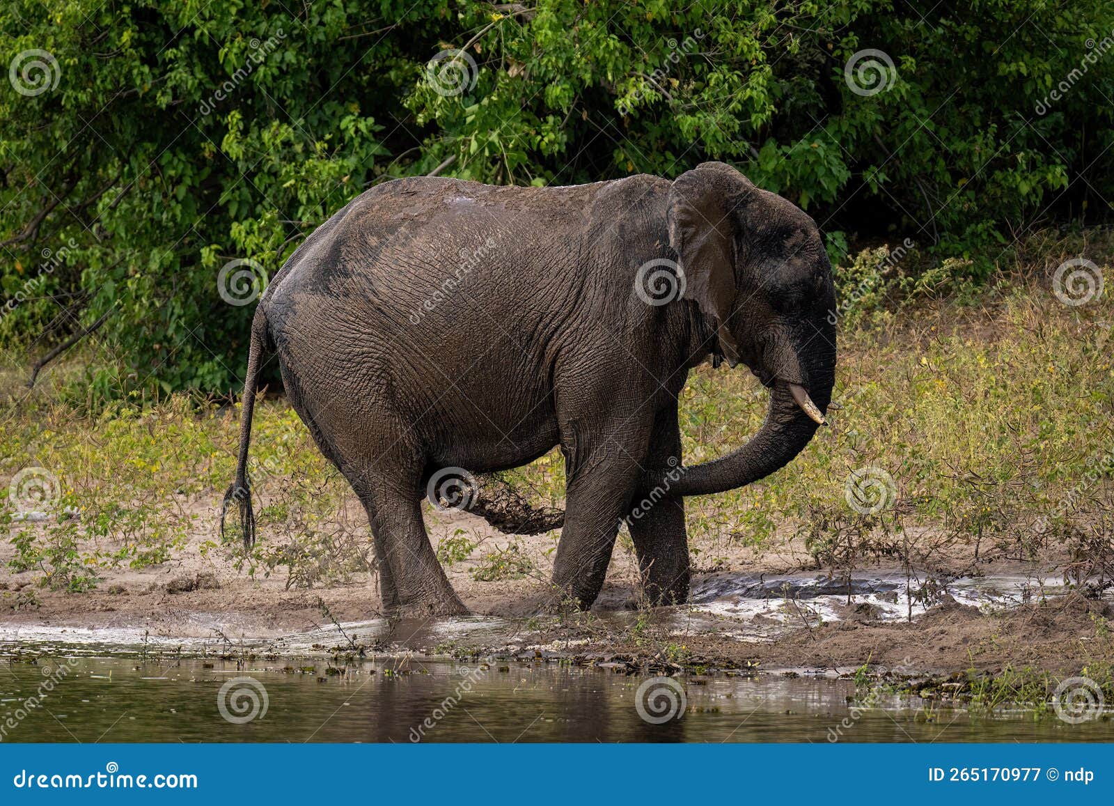 African Elephant Throws Muddy Water Over Belly Stock Image - Image of ...