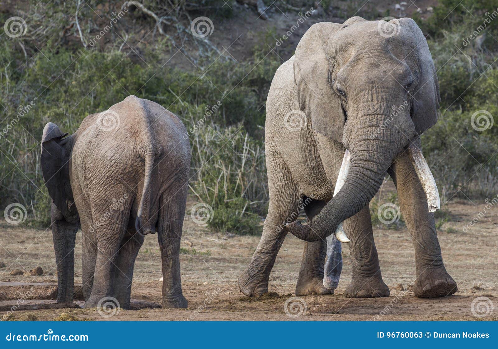 african elephant with very long tusks looking at female